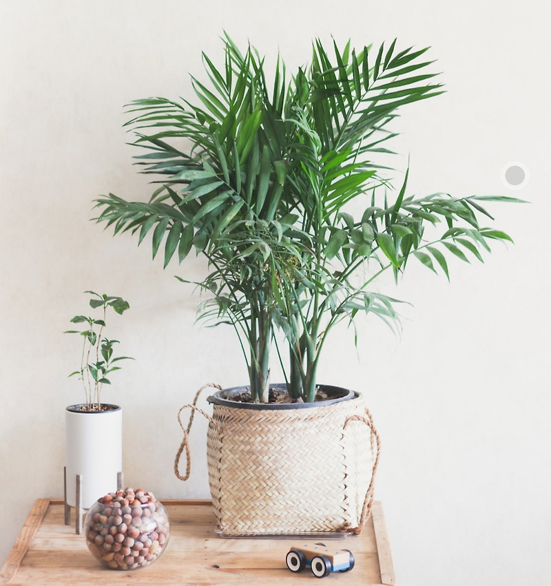 나사에서 선정한 공기정화식물 1위, 아레카 야자(areca palm)