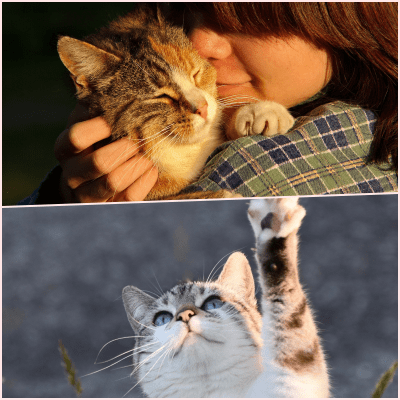 고양이가 사람에게 옮기는 질병이 있을까?