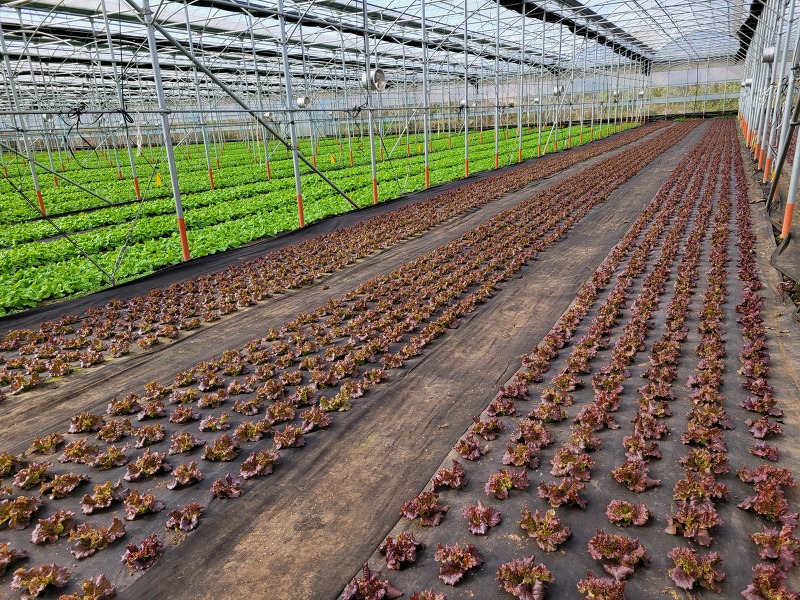 [상추재배1]미생물 농법으로 재배하는 청상추와 꽃상추