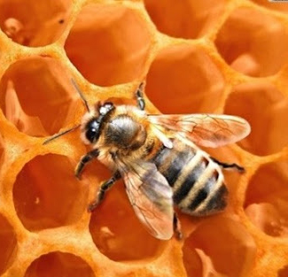 재래 토종 벌, 한봉 - 야생꽃의 꿀을 따는 우리 벌