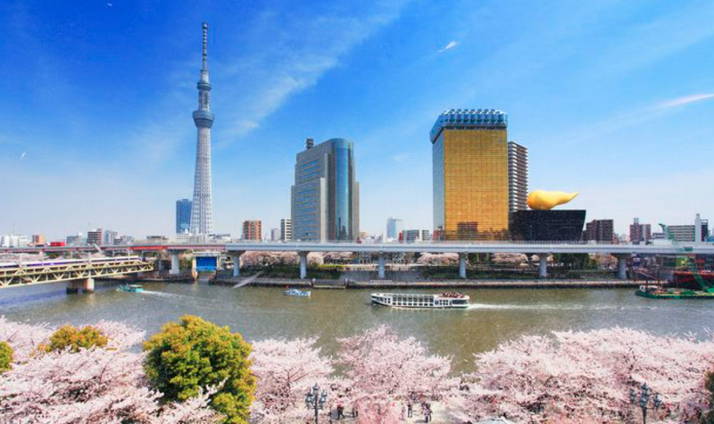 일본 거주자가 추천하는 일본 도쿄 벚꽃놀이 여행지 명소 5곳