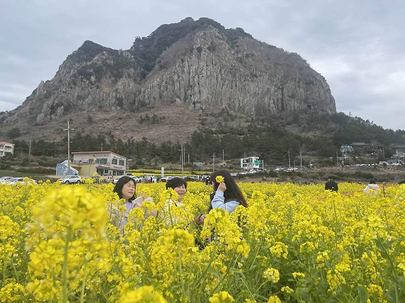 [제주도 서귀포] 산방산 산방굴사 산방사 보문사 3월 유채꽃밭 어른들이랑 갈만한 곳
