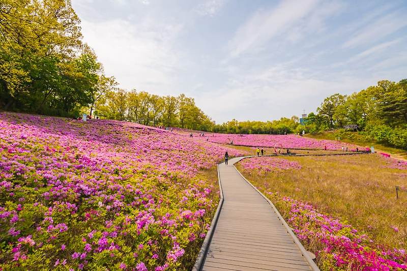 서울 노원 불암산 철쭉동산과  불암산 전망대 산책길