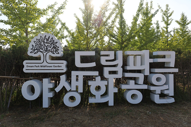 인천 드림파크 야생화공원 백일홍꽃