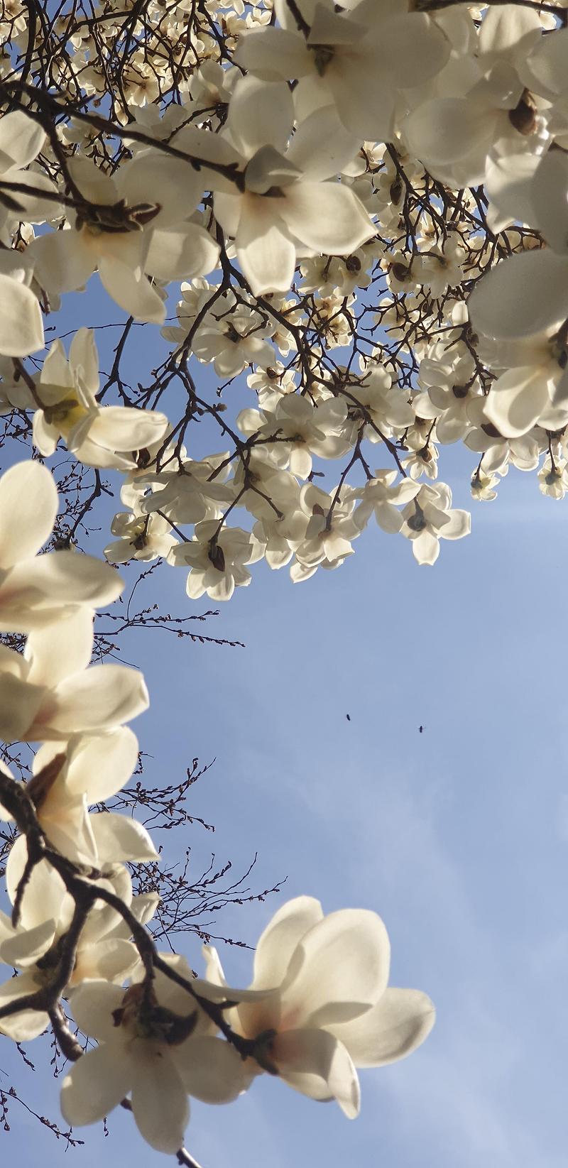 [꽃] 서산 개심사 입구에서 만난 하얀 목련꽃의 고귀함