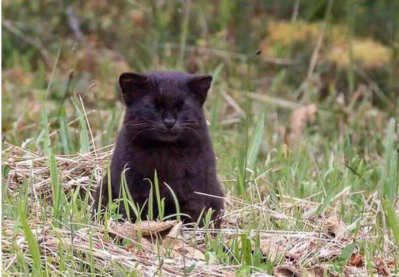 코드코드 (kodkod cat) 5가지 비밀 숨겨진 야생 고양이