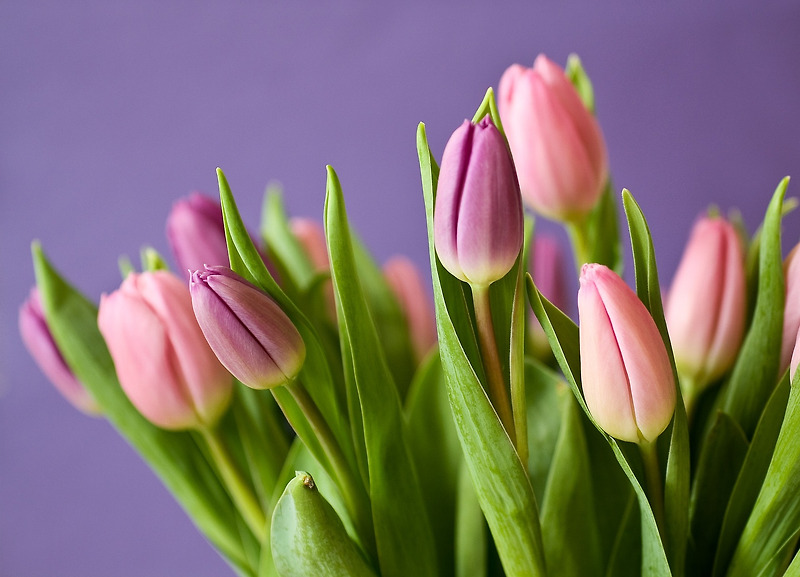 튤립이 의미하는 3가지, 튤립(tulip)의 전설