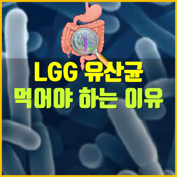 LGG 유산균 추천하는 이유