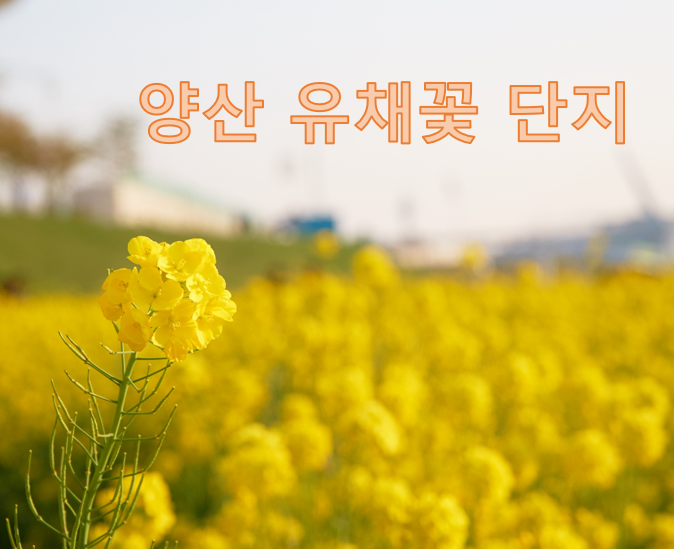 노란 장판을 펼친 듯한 양산 유채꽃 단지 - 부산 근교 유채꽃 추천