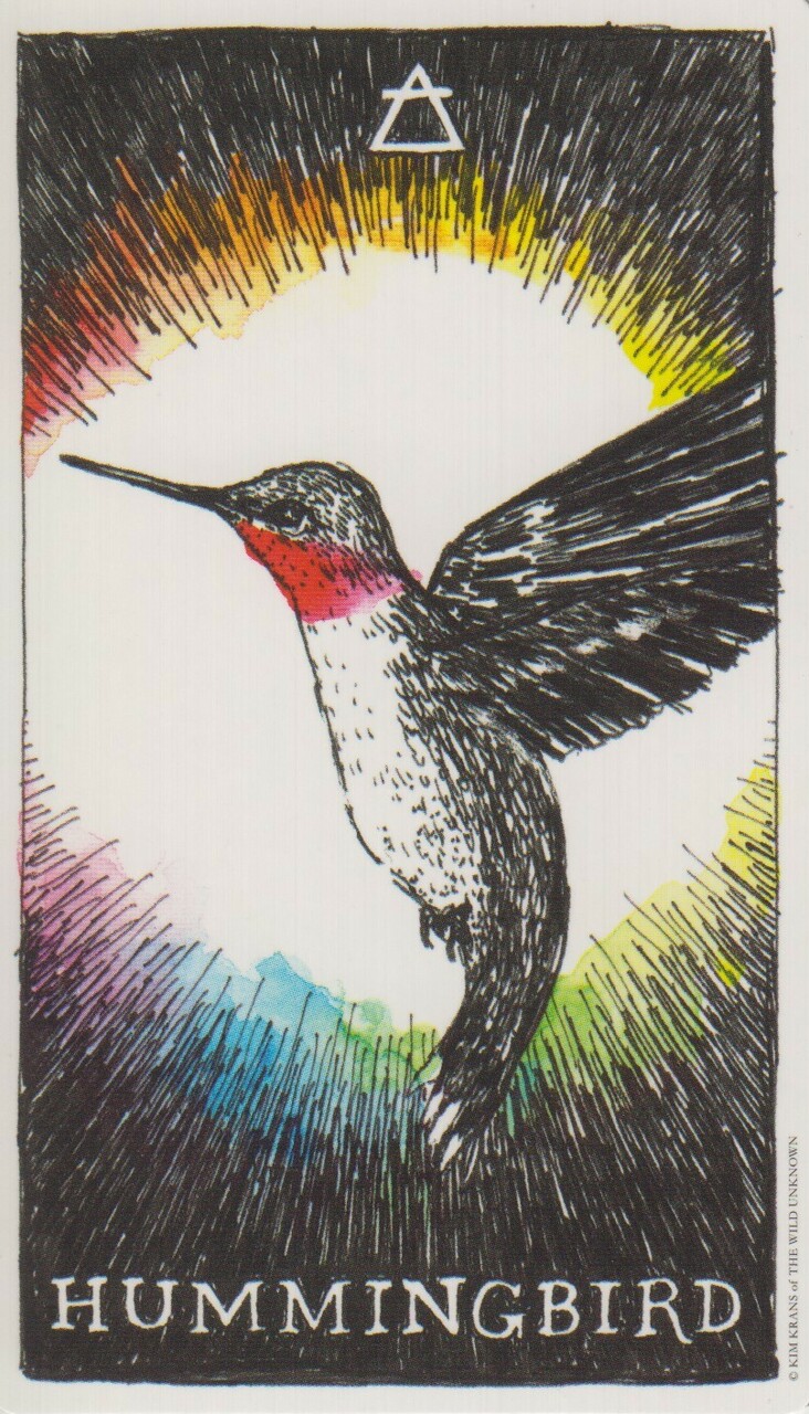 [오라클카드배우기] The wild unknown animal spirit 와일드 언노운 애니멀 스피릿 Hummingbird 벌새 해석 및 의미
