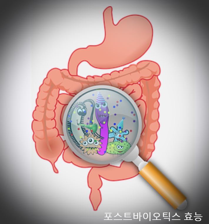포스트바이오틱스 효능 및 추천