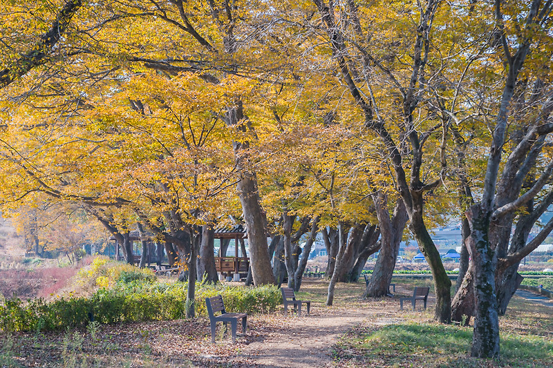 충북 괴산 문법리의 전법마을 느티나무 공원