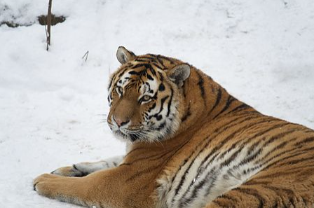 시베리아 호랑이 특징과 서식지 | 수명 | 크기 | 멸종위기 이유
