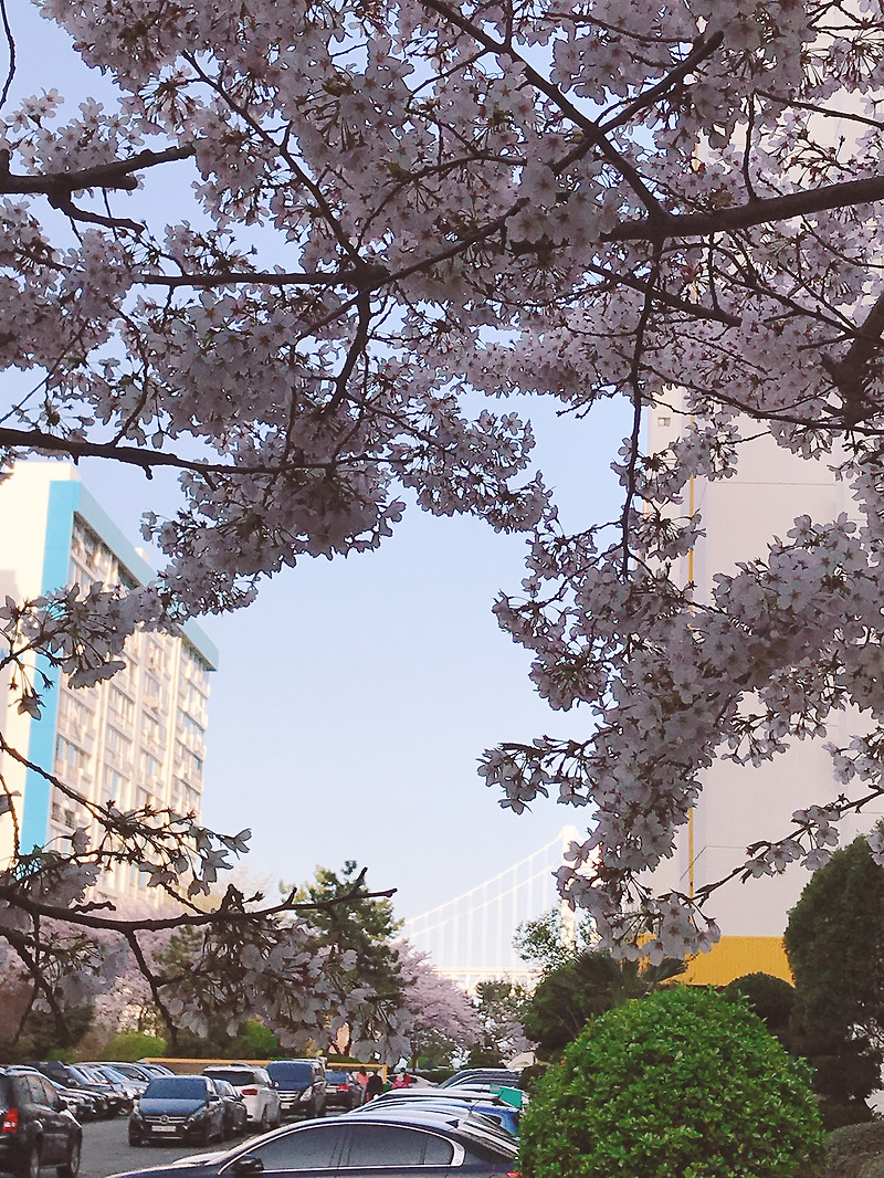 [부산 벚꽃 명소] 남천동 삼익비치 벚꽃길~~ 즐거운 꽃구경 다녀왔어요. 
