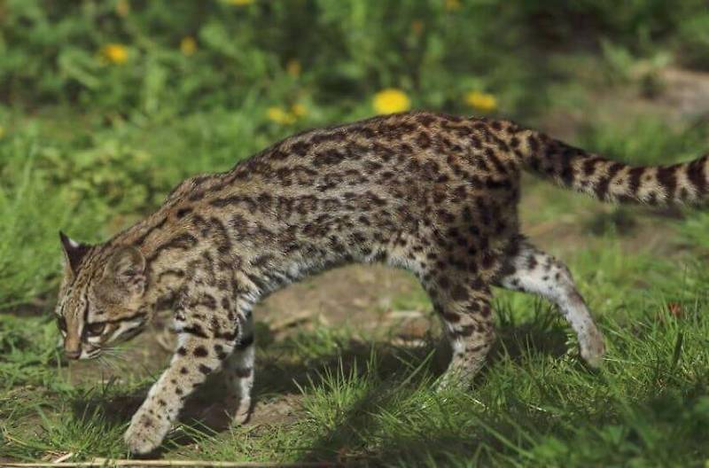 온실라고양이 라는 야생 고양이의 5가지 특징