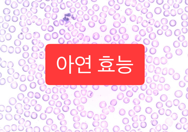 아연 효능 7가지