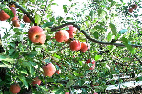 사과나무 재배법 병충해 방제시기
