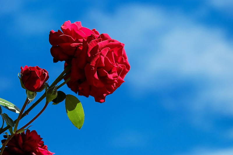 누구나 다 아는 빨간 꽃의 대명사, 장미(rose)
