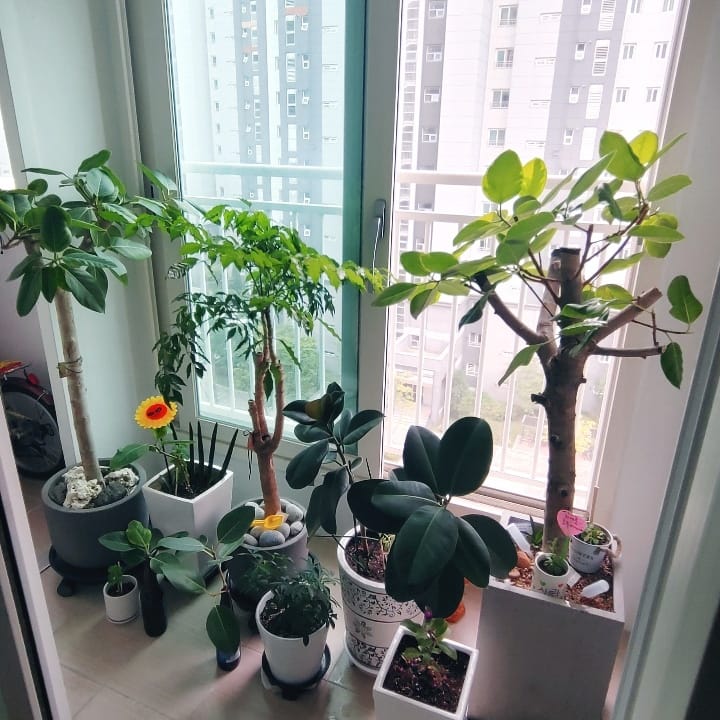 A resting place for my own small forest of the family.
