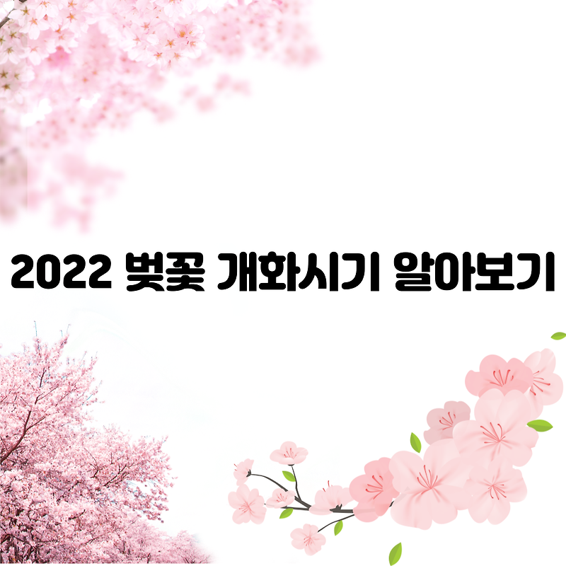 2022 벚꽃 개화시기 알아보기