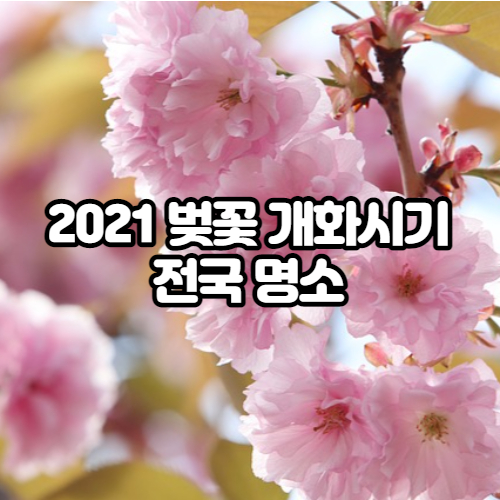 2021 벚꽃 개화 시기 지도, 축제, 전국 명소 군락지
