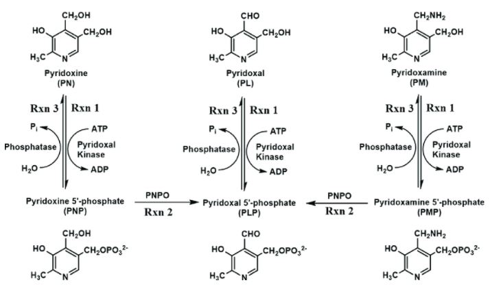 비타민 B6  활성형 P-5-P PNP , PLP , PMP