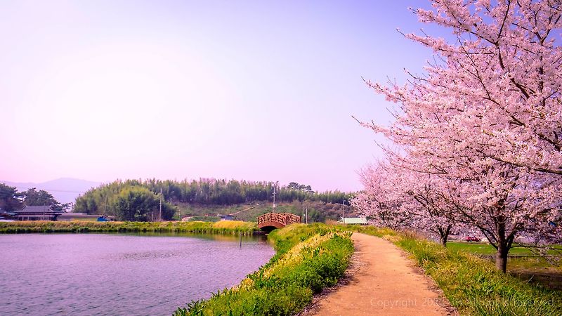 [사진][꽃]구례 벚꽃 사진 명소#1 2020.04.04