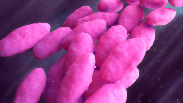 vre균은 무엇인가 증상과 감염의 원인