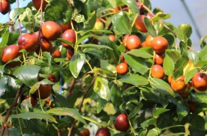 대추나무 심는시기와 방법,대추나무 재배법/병충해방제