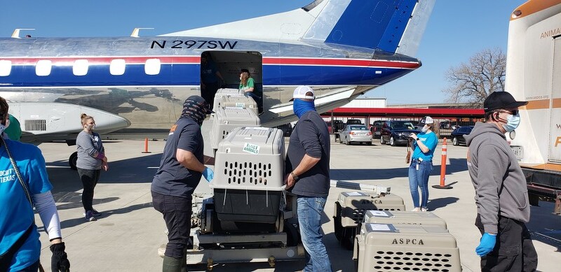 ASPCA와 Wings of Rescue, 겨울 폭풍으로 피해를 입은 텍사스 동물보호소의 유기동물 美 북동부로 운송