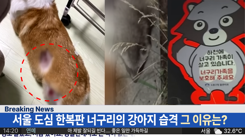 서울 도심에서 일어난 '너구리의 강아지 습격 사건' 공격성이 없는 너구리가 공격한 이유?