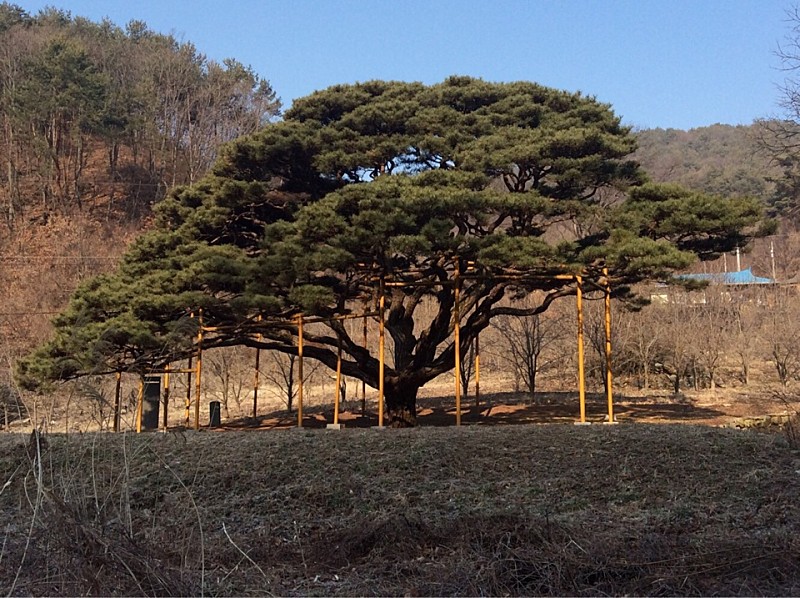예천 사부리 소나무