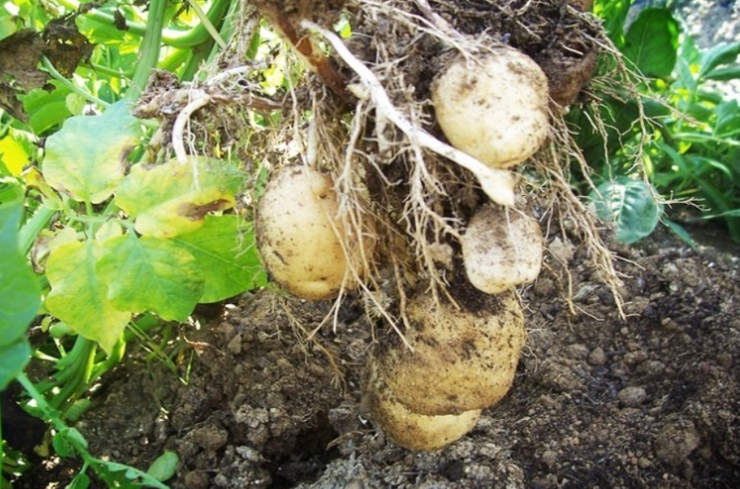 감자 재배방법 수확시기