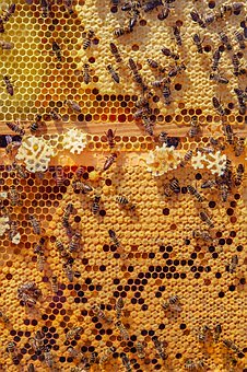 [꿈해몽]꿀벌 꿈 꿀벌에 관한 꿈 자신이 기르던 꿀벌이 모두 달아나 버리는 꿈