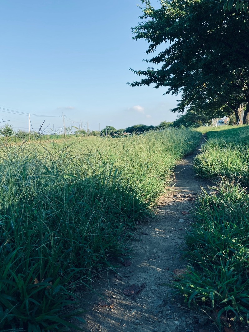 김포 계양천 산책기에 만난 길고양이 늦여름의 시골풍경