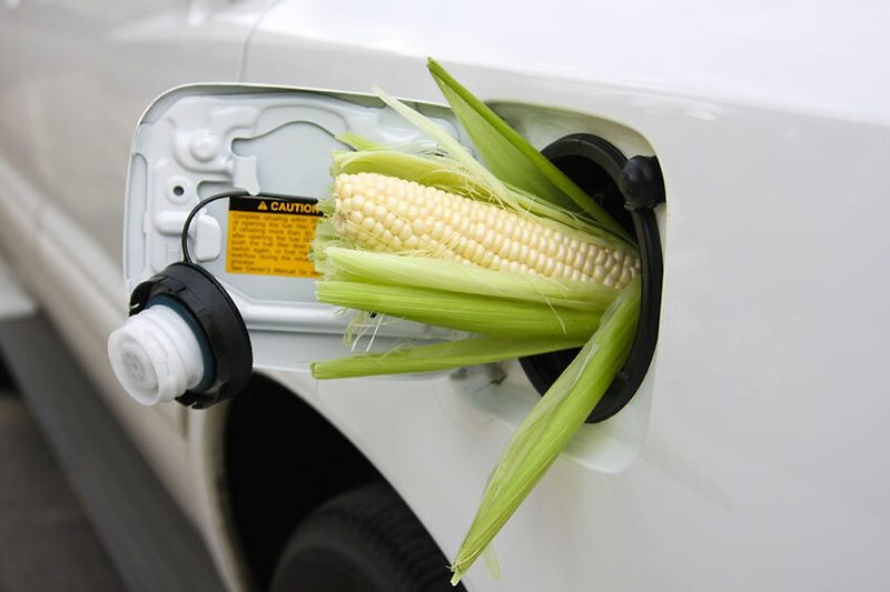 German biofuel industry in jeopardy, and so is feed production
