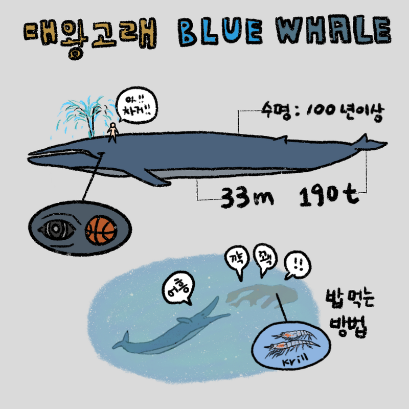 [해양 생물] 대왕 고래 - Blue Whale