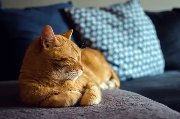 고양이 림프종 증상 과 치료방법 , 악성종양 얼마나 살수 있을까?