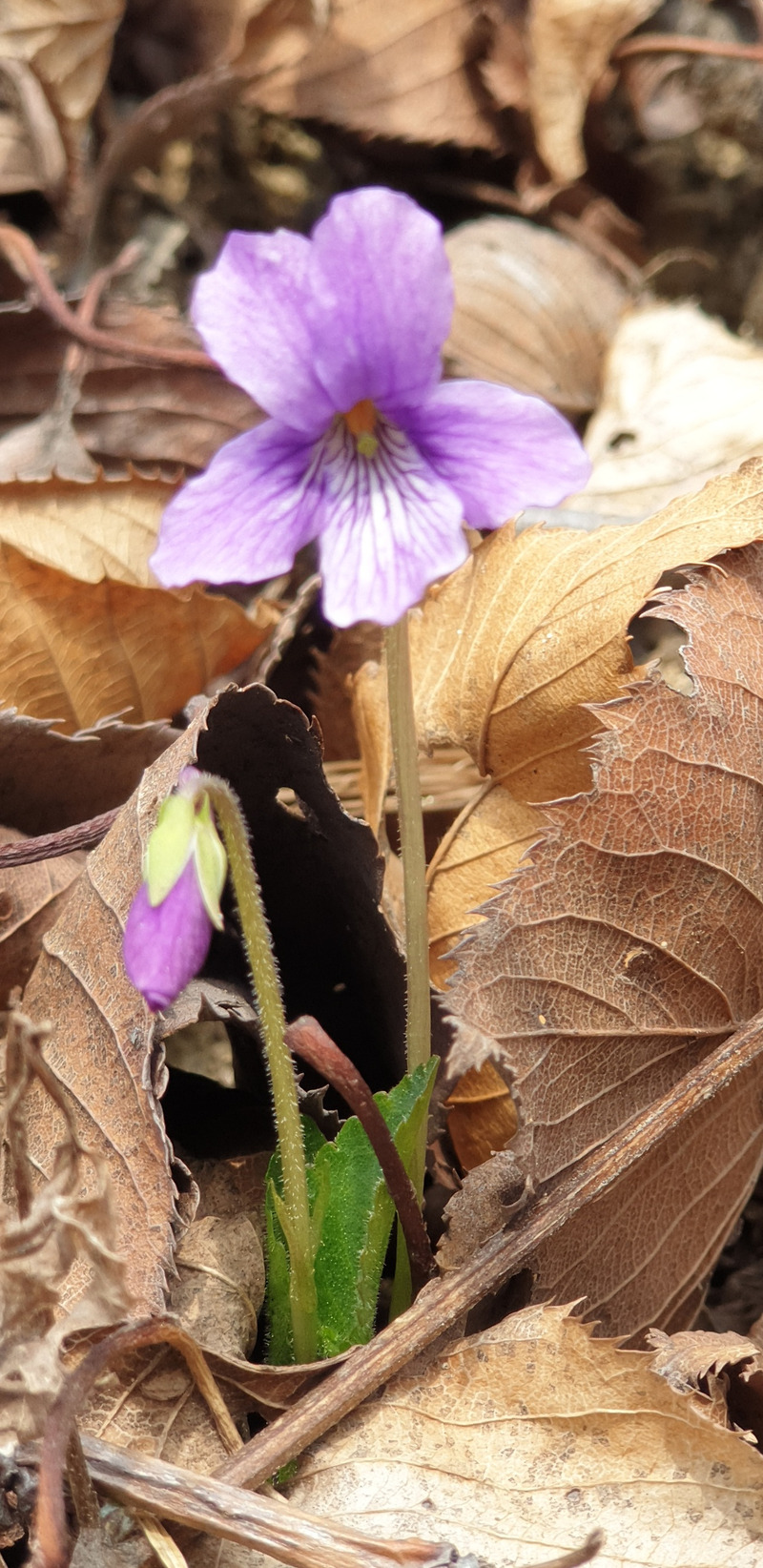 월미산 보랏빛 제비꽃