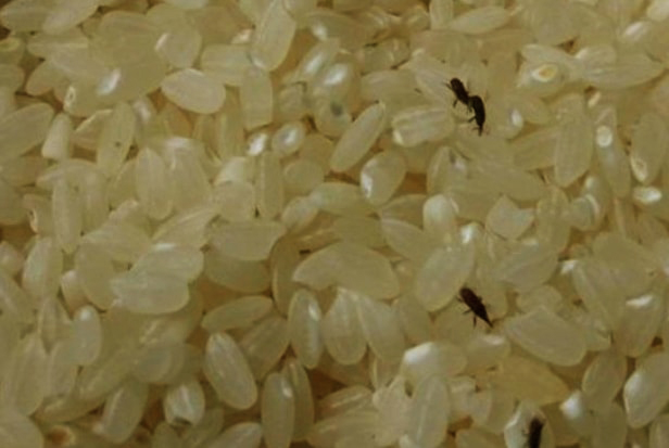 쌀벌레 없애는법 및 생기는 이유