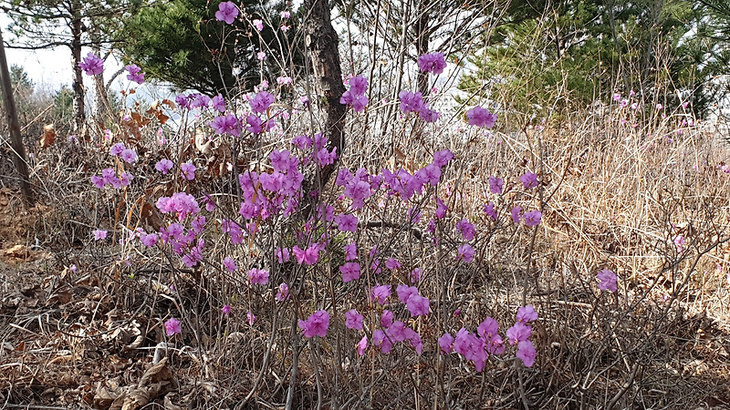 속초 8경 청대산 진달래꽃