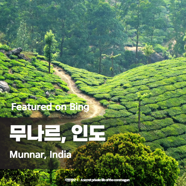 Featured on Bing - 무나르, 인도 Munnar, India