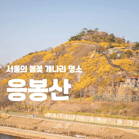 서울의 봄꽃 개나리 명소 