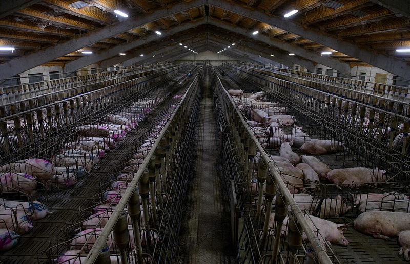 [exposure/animal rights] Factory: An Industrial Exploited Pig