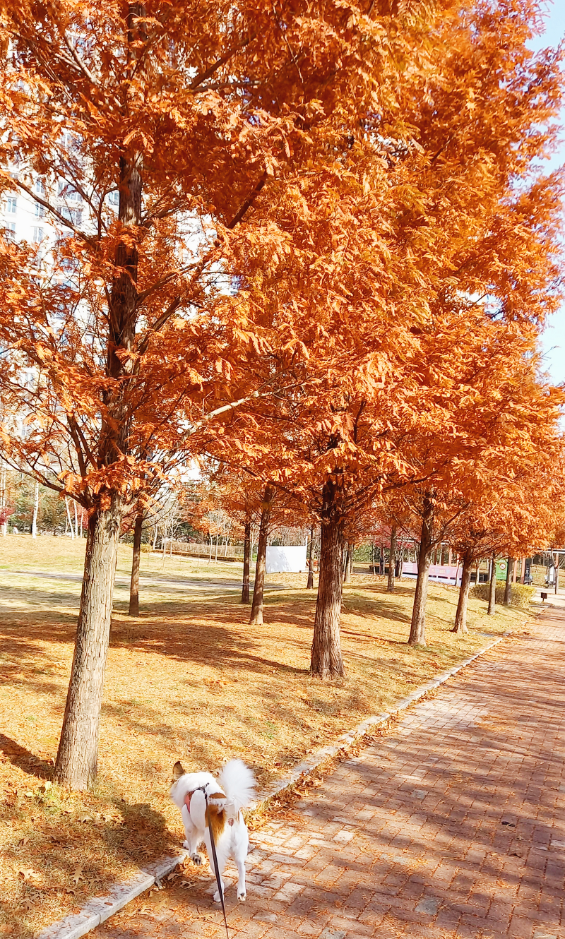 햇살 좋은 가을 산책(강아지와 함께하는 산책)