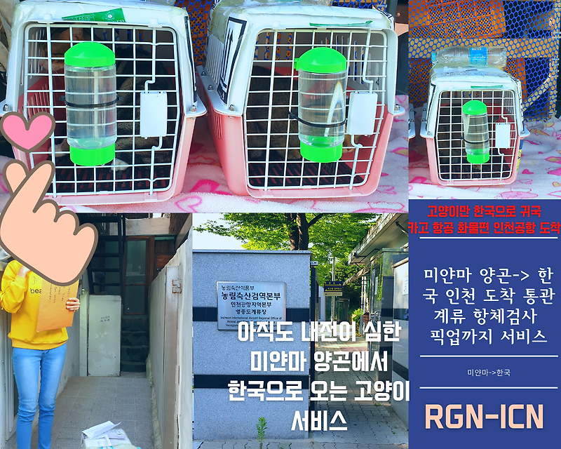 Dog Cat, Myanmar International Transport 강아지 미얀마 운송 고양이 미얀마 운송 강아지 미얀마 데려가기 고양이 미얀마 데려오기 미얀마에서 강아지 고양이 한국으로 데려오기 강아지 미얀마검역 고..