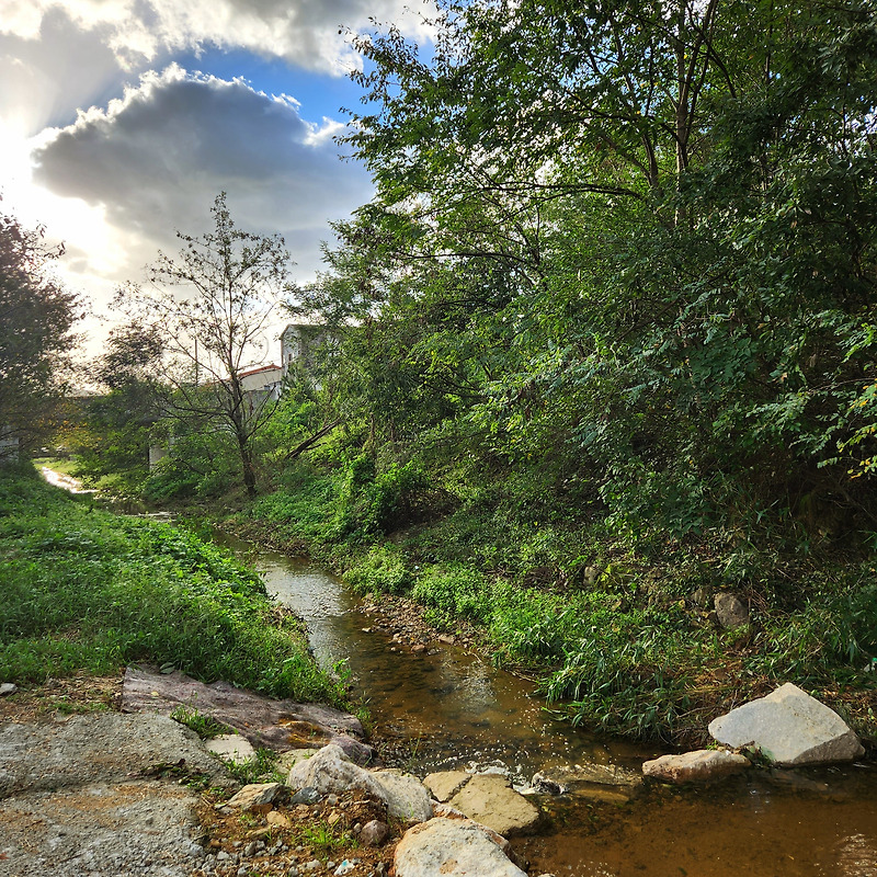 숲 정원 및 산책로 그리고 강가 with 갤럭시 S22 카메라 사진