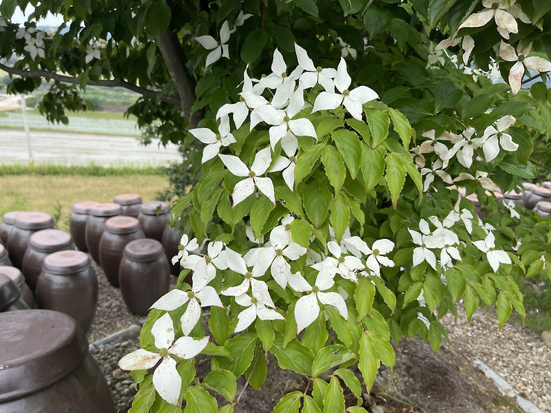 십자가꽃 새하얀 산딸나무꽃