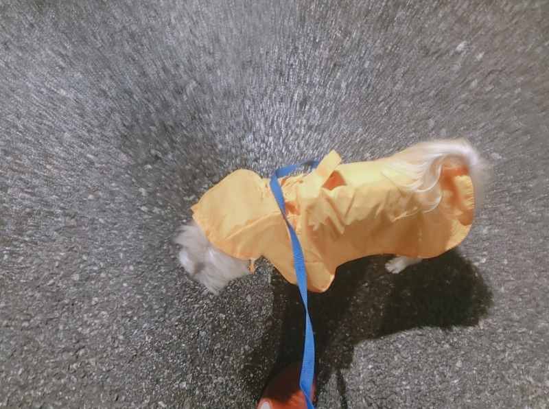 강아지 비오는날 우비(판초레인 코트) 입고 산책가기