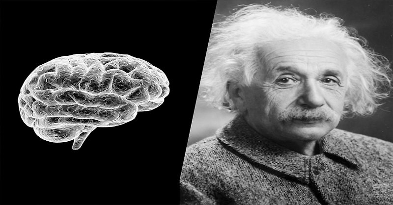 아인슈타인 '뇌 부검'해봤더니 일반인하고 달랐던 점